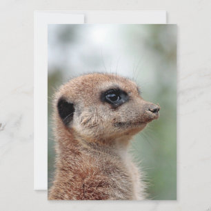 Meerkat 180 feestdagenkaart