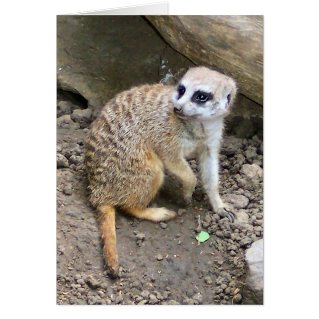 Meerkat #2 (Devant)