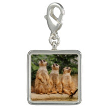 Meerkat_2015_0101
