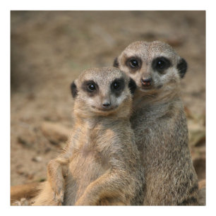 Meerkat_20170901_by_JAMFoto Foto Afdruk