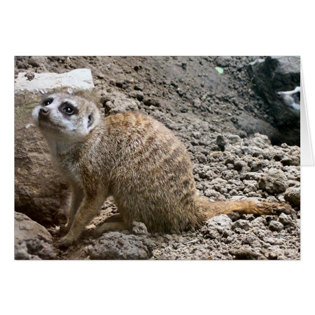 Meerkat #6 (Devant horizontal)