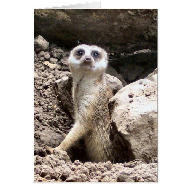 Meerkat #7 (Devant)