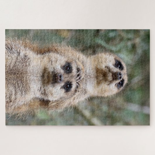 Meerkat 81 legpuzzel (Horizontaal)