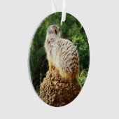 Meerkat, Avec De Hautes Vues, (devant)