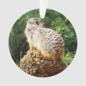 Meerkat, Avec De Hautes Vues, (devant)