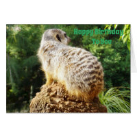 Meerkat Avec Une Vue Élevée Des Souhaits D'Anniver