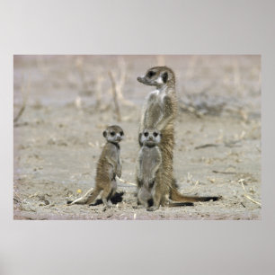 Meerkat Baby Sitter en pups (Suricata Suricata) Poster