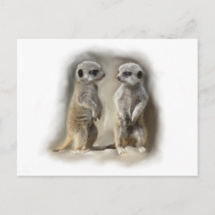 Meerkat baby twins briefkaart