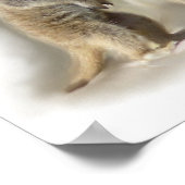 Meerkat baby twins poster (Hoek)