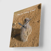 Meerkat Behuizing Grappig Drusillas Park Vierkante Klok (Hoek)