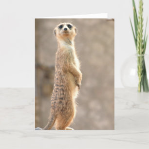 Meerkat bij het Wenskaart van de Aandacht Kaart