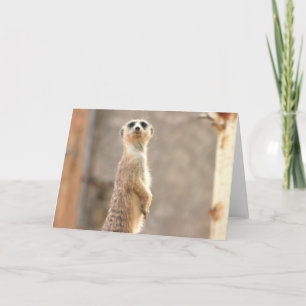 Meerkat bij het Wenskaart van de Aandacht Kaart