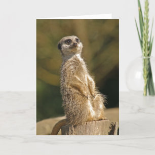 Meerkat Birthday Card Kaart
