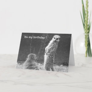 Meerkat Birthday Card Kaart
