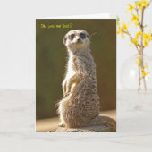 Meerkat Birthday Kaart (Gele Bloem)