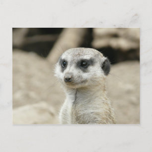 Meerkat Briefkaart