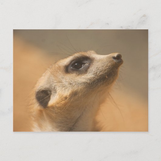 Meerkat Briefkaart (Voorkant)