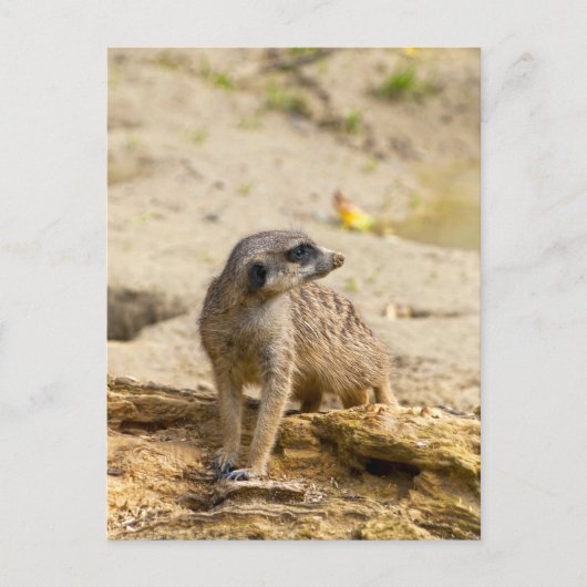 Meerkat Briefkaart (Voorkant)