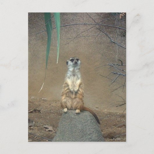 Meerkat Briefkaart (Voorkant)