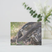 Meerkat briefkaart (Staand voorkant)