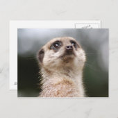 Meerkat Briefkaart (Voorkant / Achterkant)