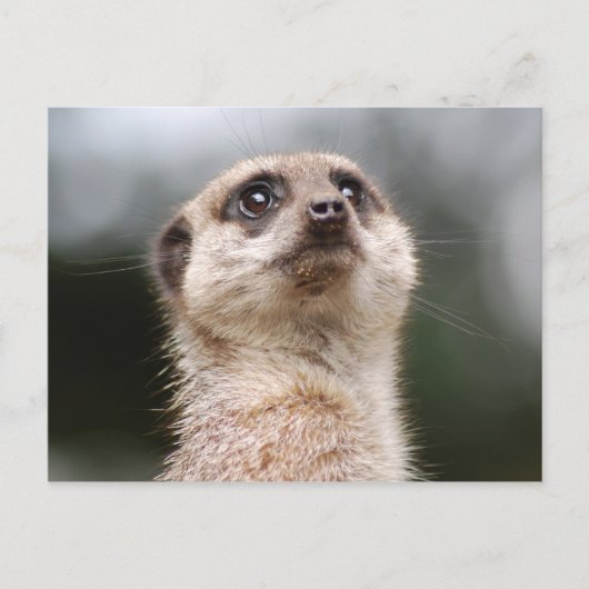 Meerkat Briefkaart (Voorkant)