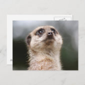 Meerkat Briefkaart (Voorkant / Achterkant)