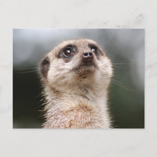 Meerkat Briefkaart (Voorkant)