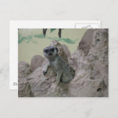 Meerkat Briefkaart (Voorkant / Achterkant)