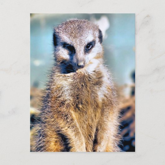MEERKAT BRIEFKAART (Voorkant)