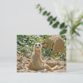 Meerkat Briefkaart (Staand voorkant)
