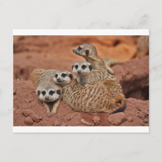 Meerkat Briefkaart (Voorkant)