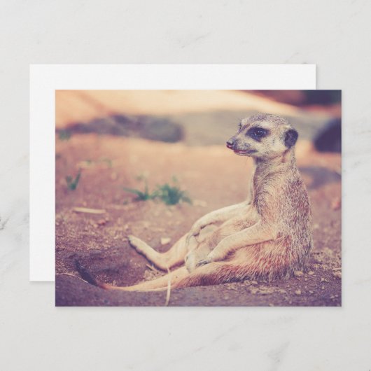 Meerkat Briefkaart (Voorkant / Achterkant)