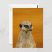 Meerkat Briefkaart (Voorkant / Achterkant)