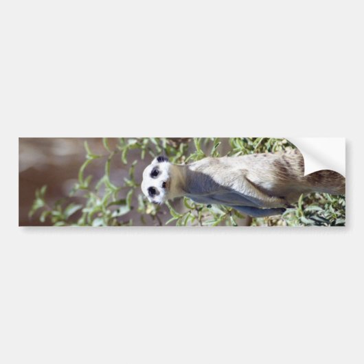 Meerkat Bumpersticker (Voorkant)