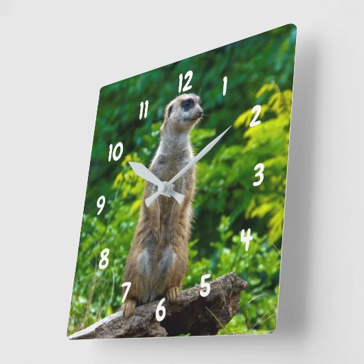 Meerkat Clock Vierkante Klok (Hoek)
