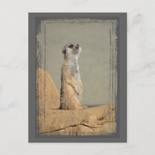 Meerkat Collectie Briefkaart (Voorkant)