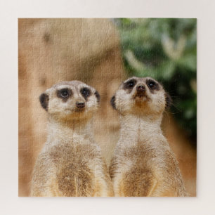 Meerkat Couple 003 Legpuzzel