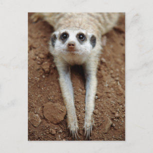 Meerkat die (Suricata Suricatta) neer koelen Briefkaart