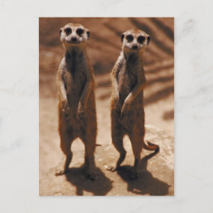 Meerkat Duo Briefkaart