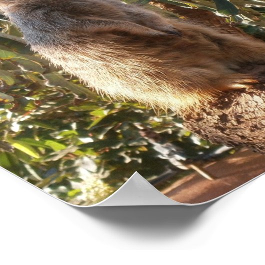 Meerkat en grote groene bladeren, Poster (Hoek)