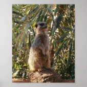 Meerkat en grote groene bladeren, Poster (Voorkant)