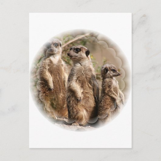 Meerkat Family Briefkaart (Voorkant)