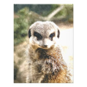 MEERKAT FOTO AFDRUK (Voorkant)
