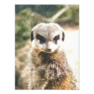 MEERKAT FOTO AFDRUK