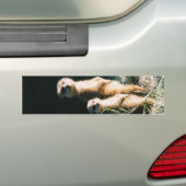 Meerkat Friends Bumpersticker (Op auto)