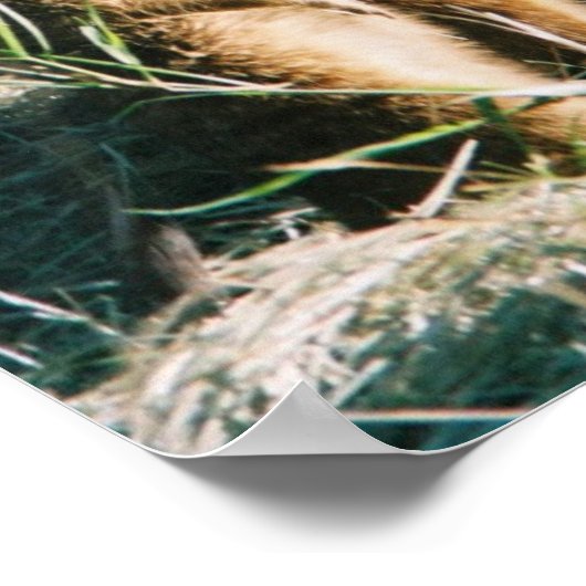 Meerkat Friends Poster (Hoek)