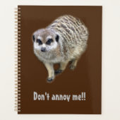 Meerkat grincheux (Devant)