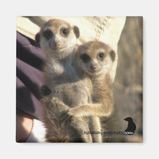 Meerkat Hug a Friend - Magnet