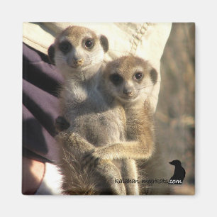 Meerkat Hug a Friend - Magnet Magneet